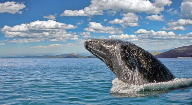 California gray whale breaks the surface.