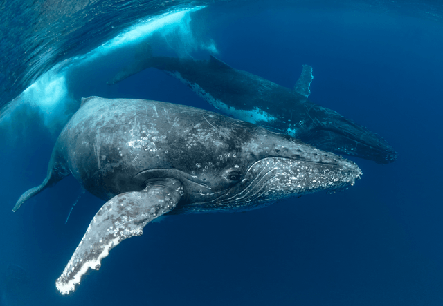 Humpback Whale Pod